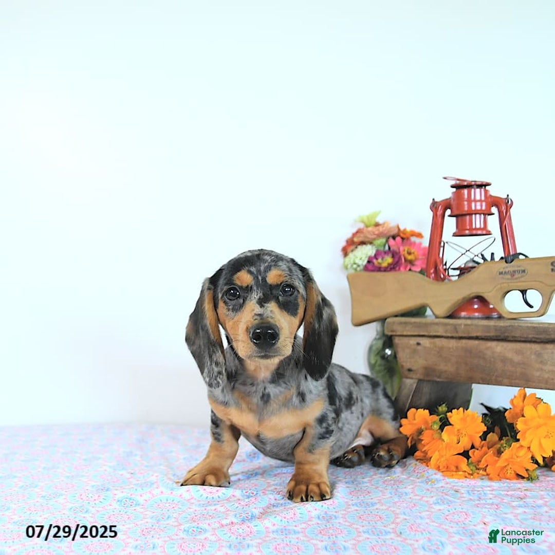 Miniature Dachshund dogs for sale: Tommy - Image 17