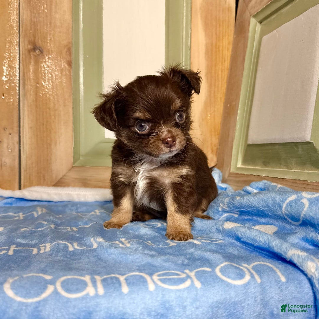 Chihuahua dogs for sale: Theodore Chocolate Lc - Image 25