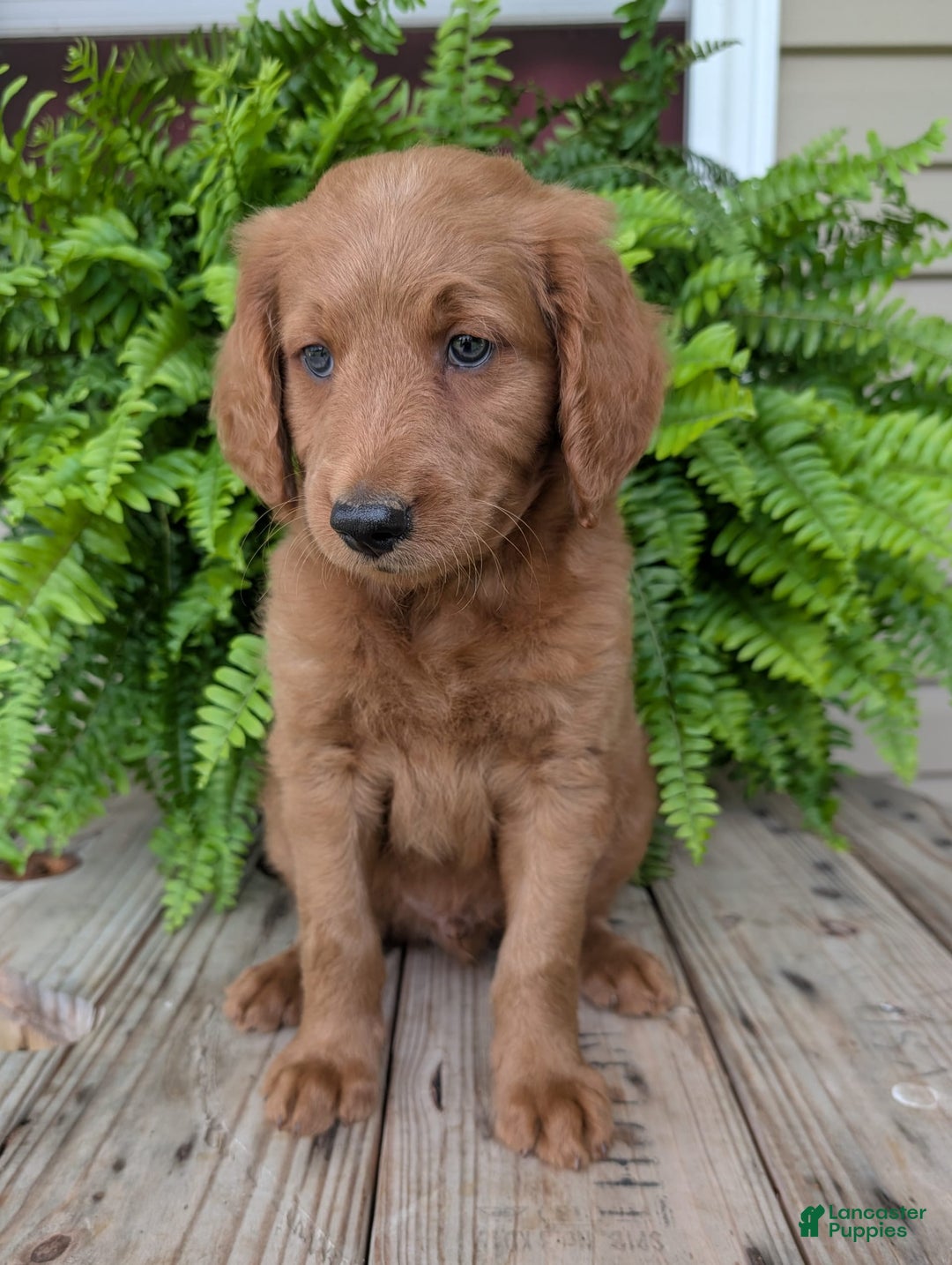 Goldendoodle dogs for sale: Flip - Image 10