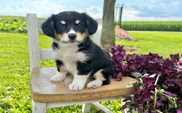 Welsh Corgi Pembroke dogs for sale: Welsh Corgi (Pembroke) 5 puppies - Image 22