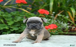 French Bulldog dogs for sale: Bessie - Image 1