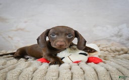 Miniature Dachshund dogs for sale: Duke - Image 2