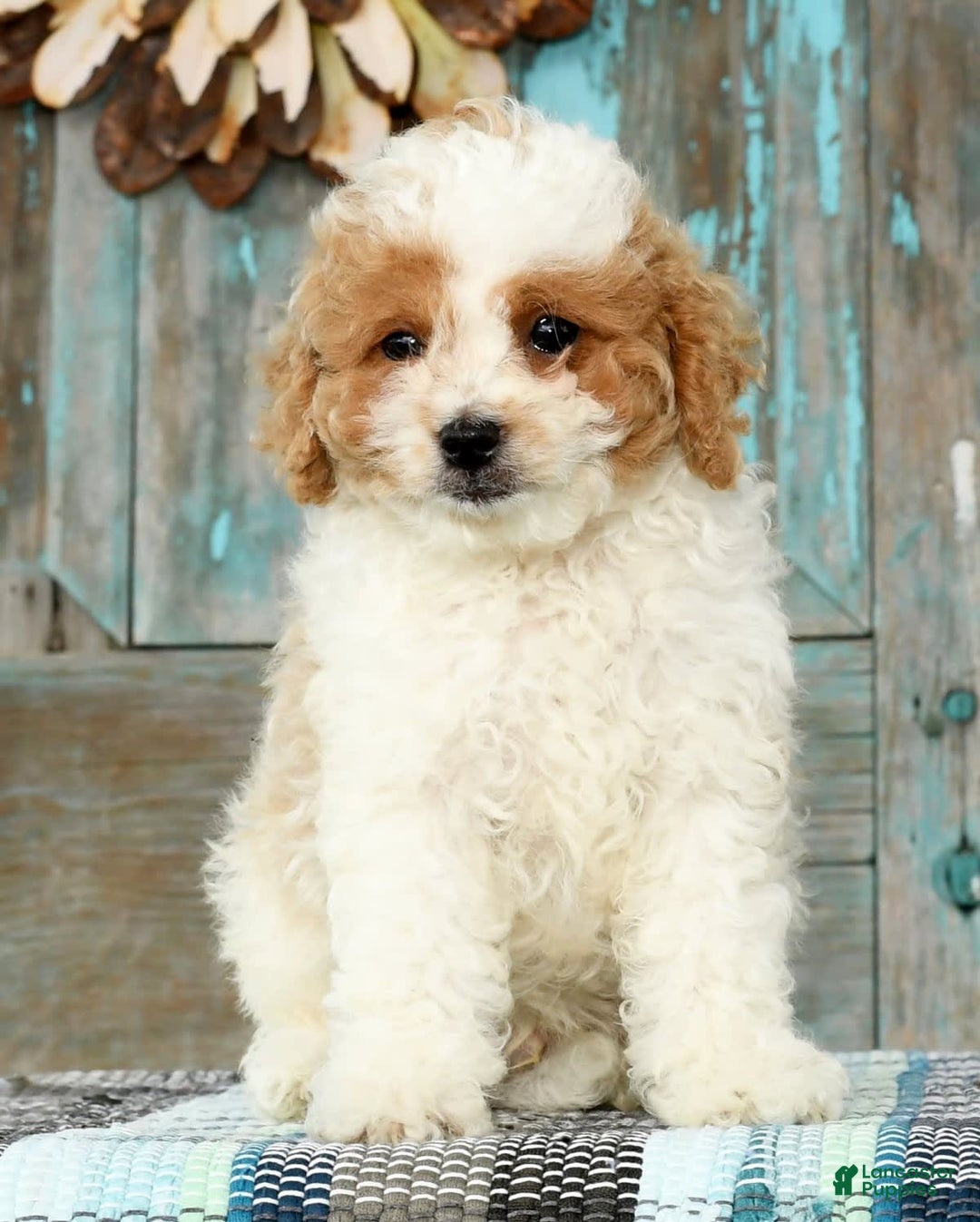 Cavapoo dogs for sale: Merf - Image 4