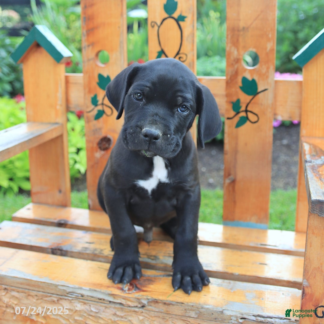 Cane Corso dogs for sale: Koda - Image 3