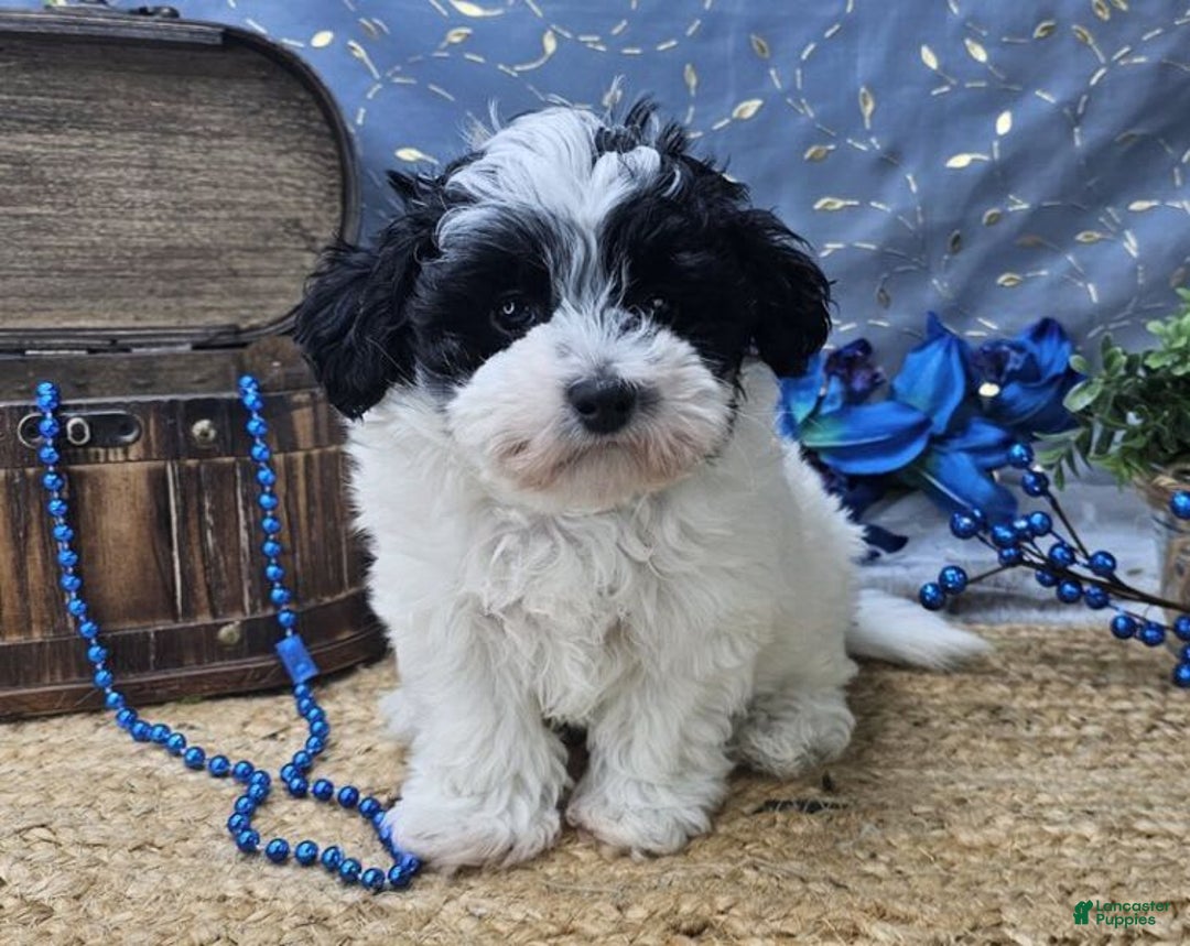 Aussiedoodle dogs for sale: Toby - Image 2