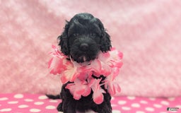 Cockapoo dogs for sale: Emily - Image 17