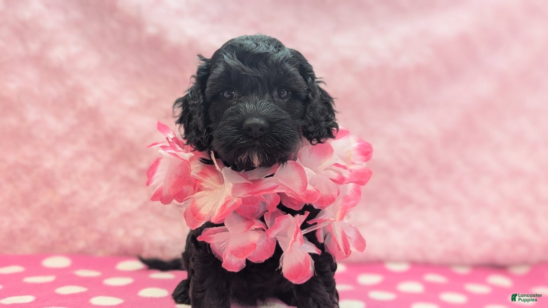 Cockapoo dogs for sale: Emily - Image 17