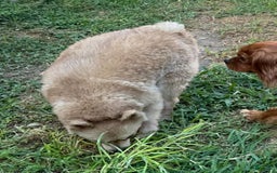 Pomeranian dogs for sale: Giovanna - Image 17