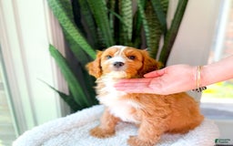 Cavapoo dogs for sale: Yukon - Image 1