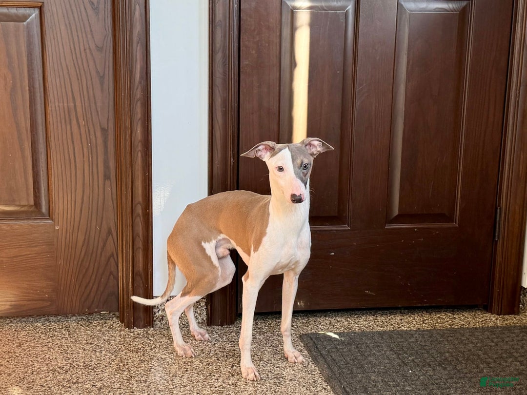 Italian Greyhound dogs for sale: Sammy - Image 8