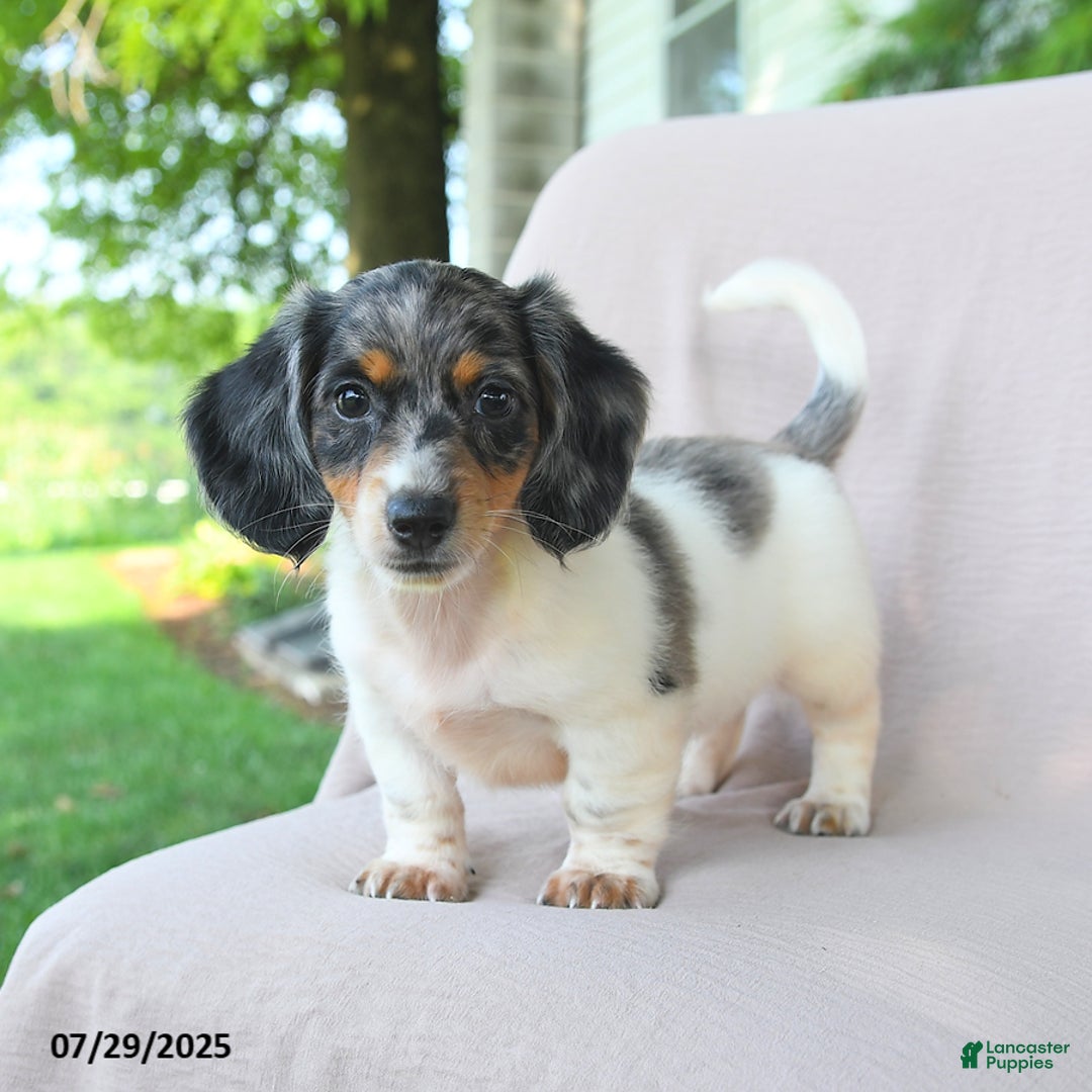 Miniature Dachshund dogs for sale: Galaxy - Image 4