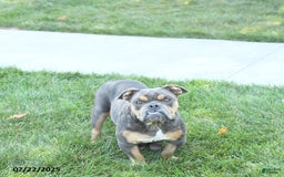 Olde English Bulldogge dogs for sale: Chelsea - Image 6