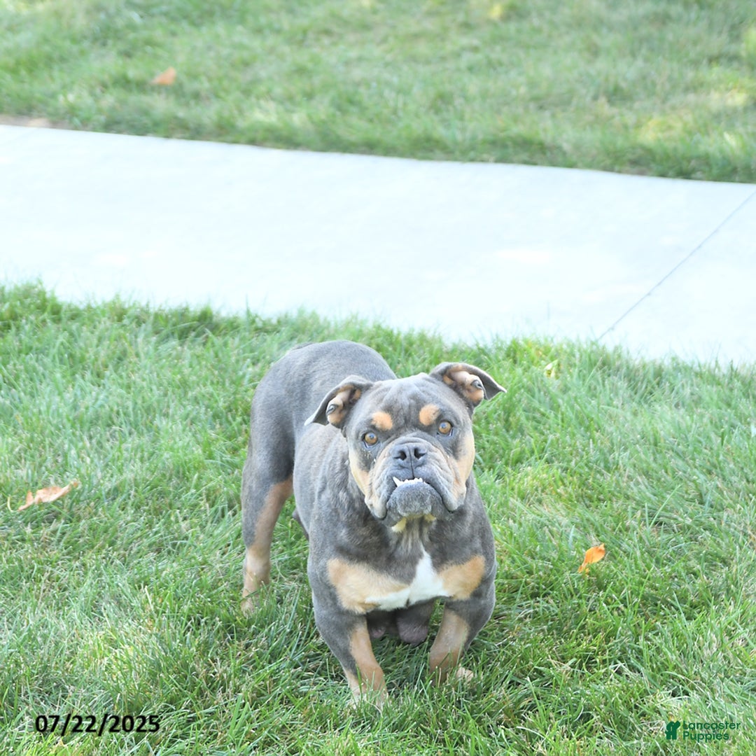 Olde English Bulldogge dogs for sale: Chelsea - Image 6