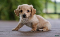 Miniature Dachshund dogs for sale: Goldilocks - Image 6
