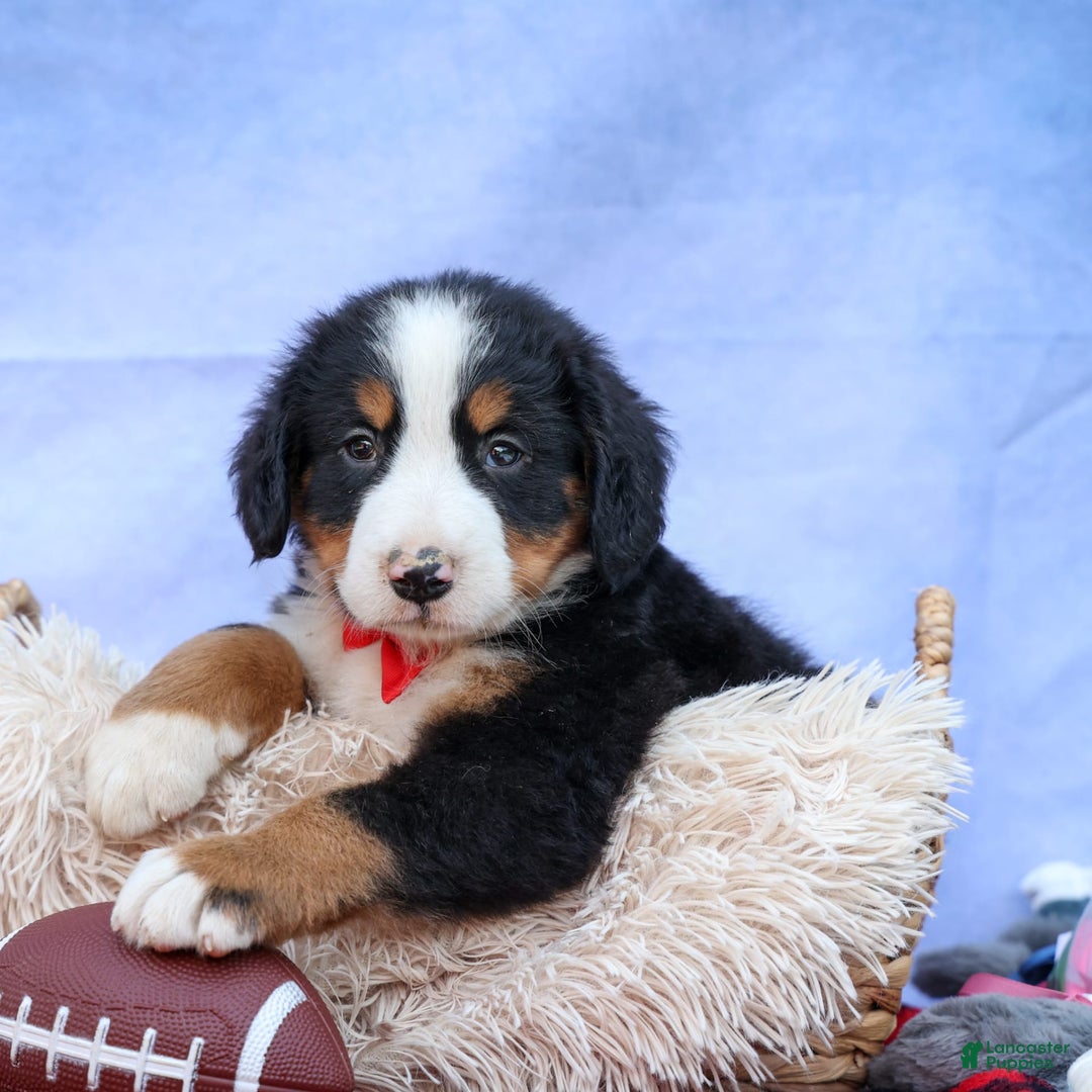 Bernese Mountain Dog dogs for sale: Sage - Image 3