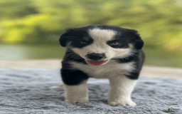 Australian Shepherd dogs for sale: Ziggy - Image 4