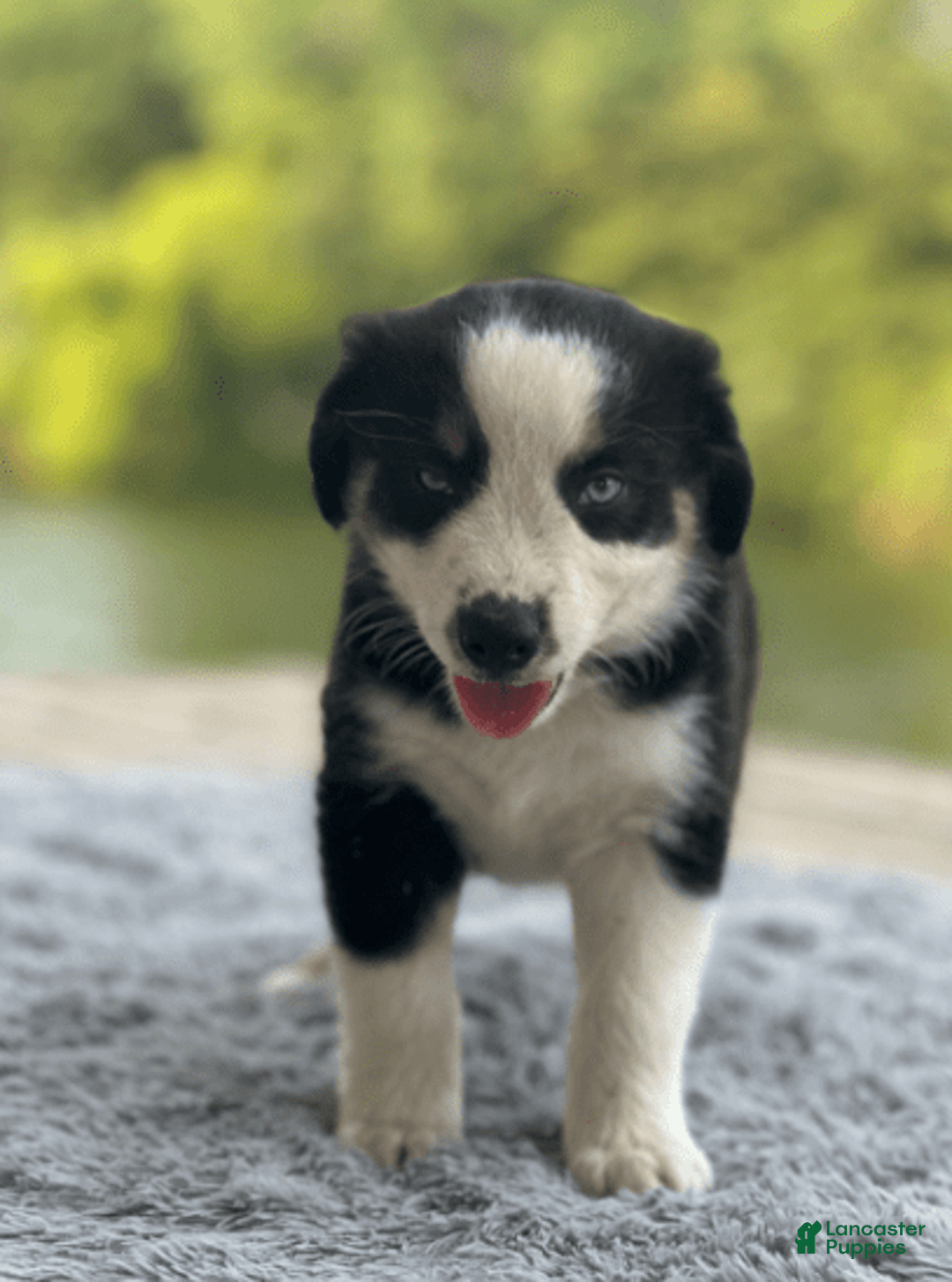 Australian Shepherd dogs for sale: Ziggy - Image 4