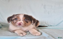 Australian Shepherd dogs for sale: Frankie - Image 3