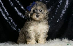 Miniature Poodle dogs for sale: Mikasa - Image 2