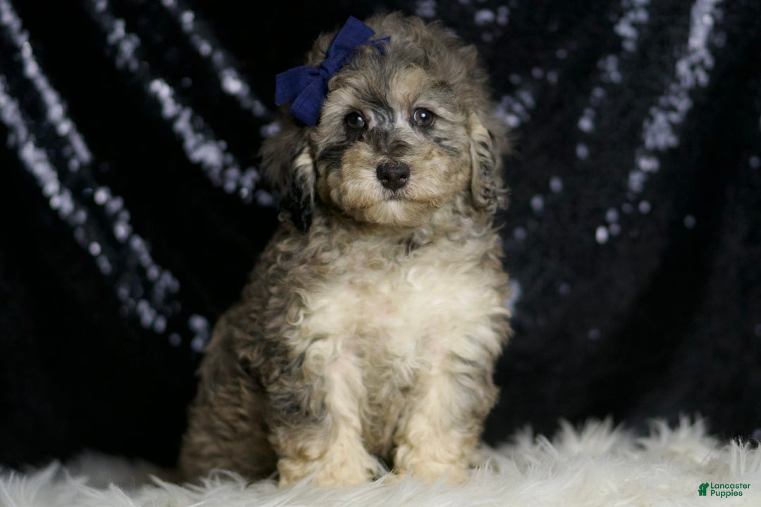 Miniature Poodle dogs for sale: Mikasa - Image 2