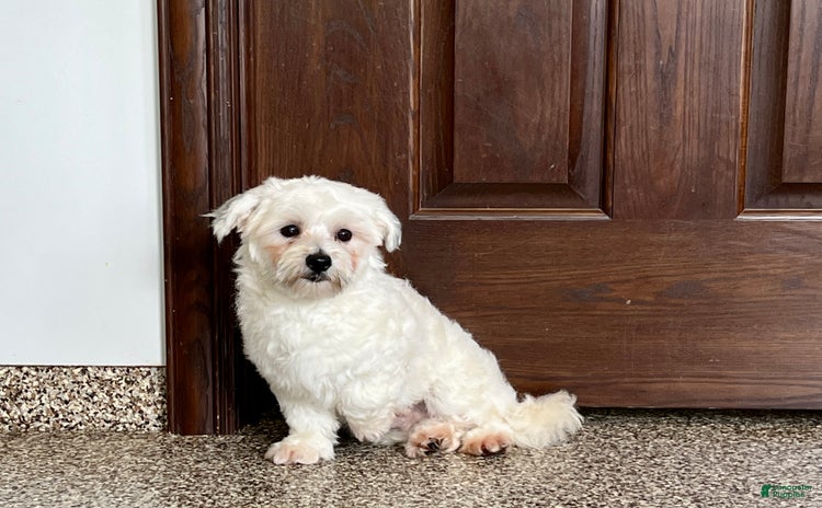 Havanese dogs for sale - Ad 2