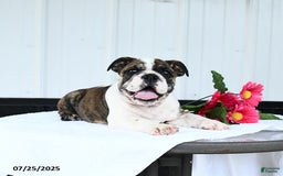 English Bulldog dogs for sale: English Bulldog 6 puppies - Image 3