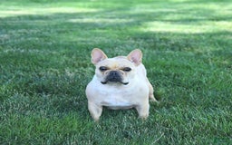 French Bulldog dogs for sale: Lilac - Image 16