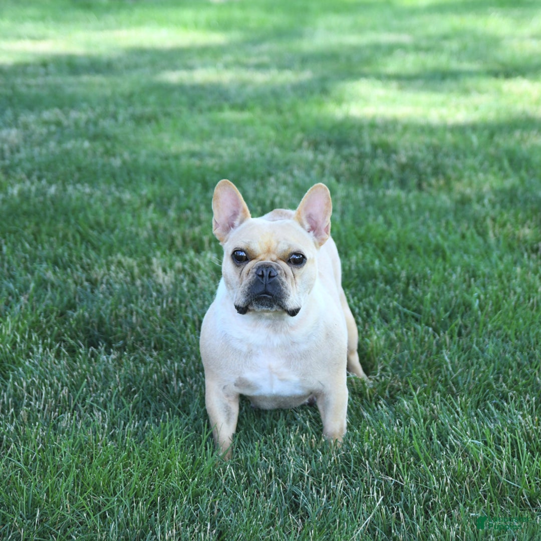 French Bulldog dogs for sale: Lilac - Image 16
