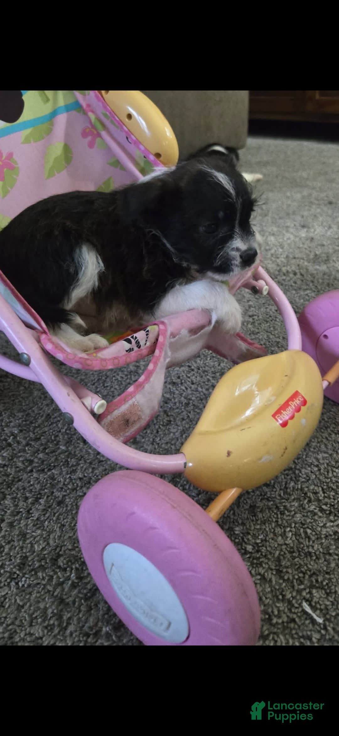 Boston Terrier dogs for sale: Mason - Image 8