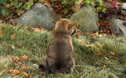 Shiba Inu dogs for sale: Jeffrey - Image 5