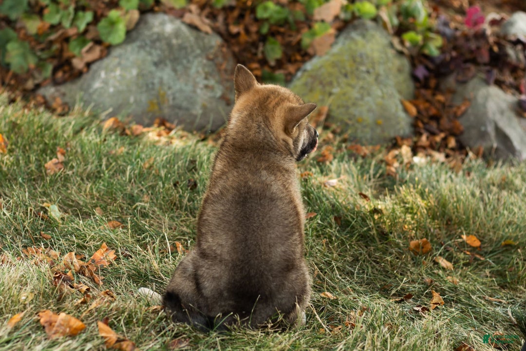 Shiba Inu dogs for sale: Jeffrey - Image 5