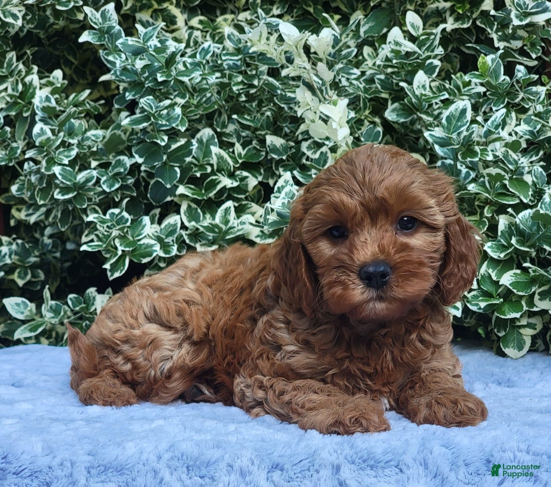 Cavapoo dogs for sale: Cavapoo 5 puppies - Image 2
