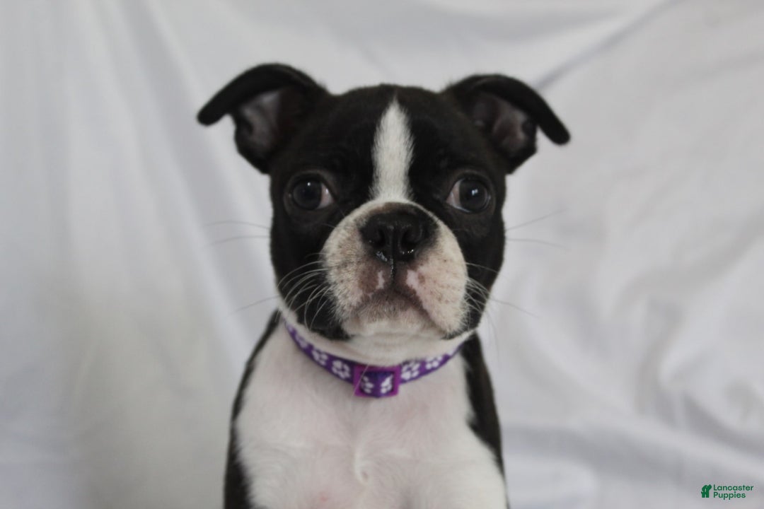 Boston Terrier dogs for sale: Knoxx - Image 4