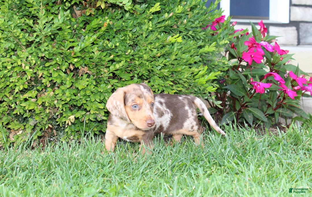 Dachshund dogs for sale: Xander - Image 4