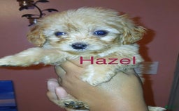 Shihpoo dogs for sale: Hazel - Image 1
