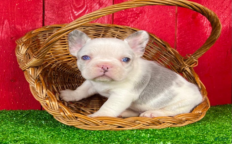 French Bulldog dogs for sale - Ad 1