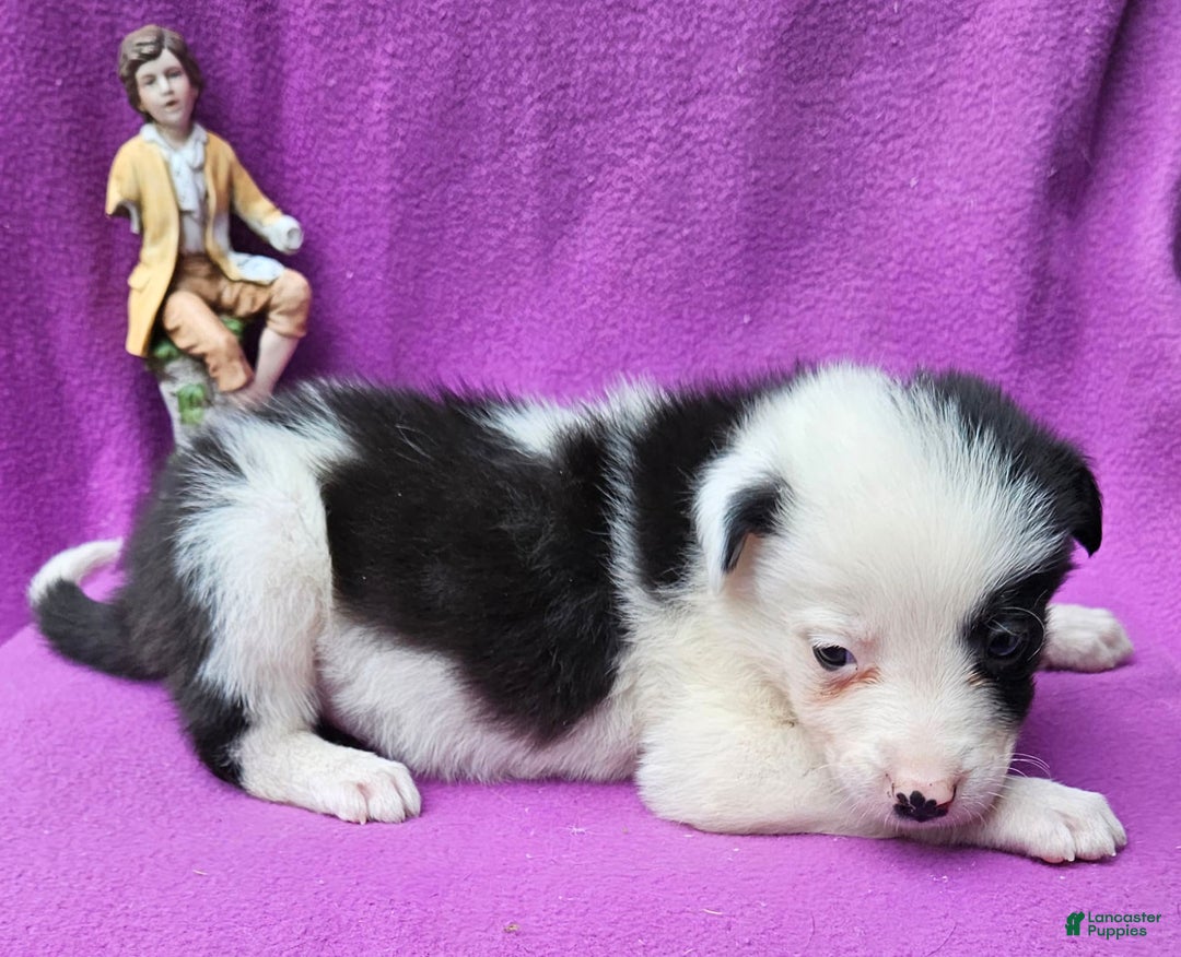 Border Collie dogs for sale: I-dog - Image 32