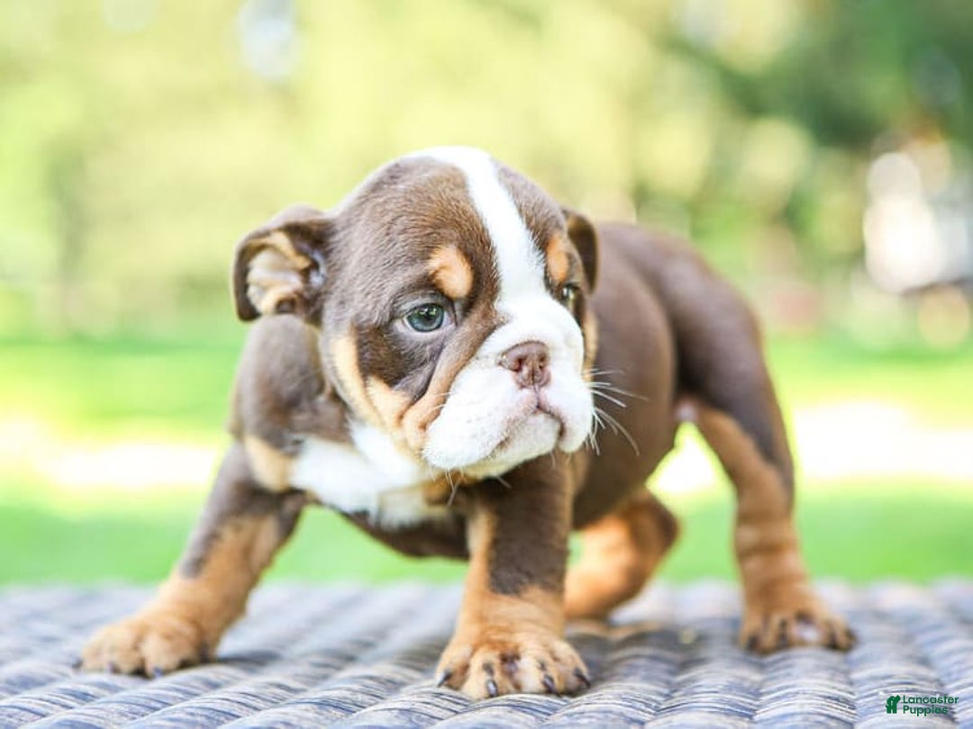 English Bulldog dogs for sale: Sadie - Image 6