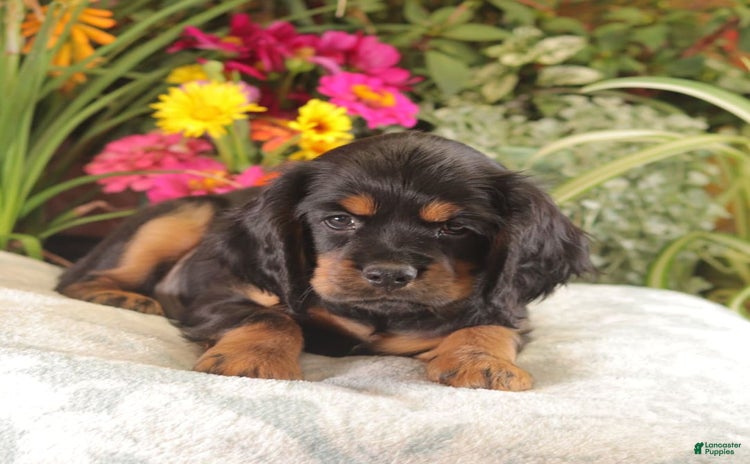 Cockalier dogs for sale - Ad 5