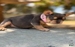 French Bulldog dogs for sale: French Bulldog 4 puppies - Image 3