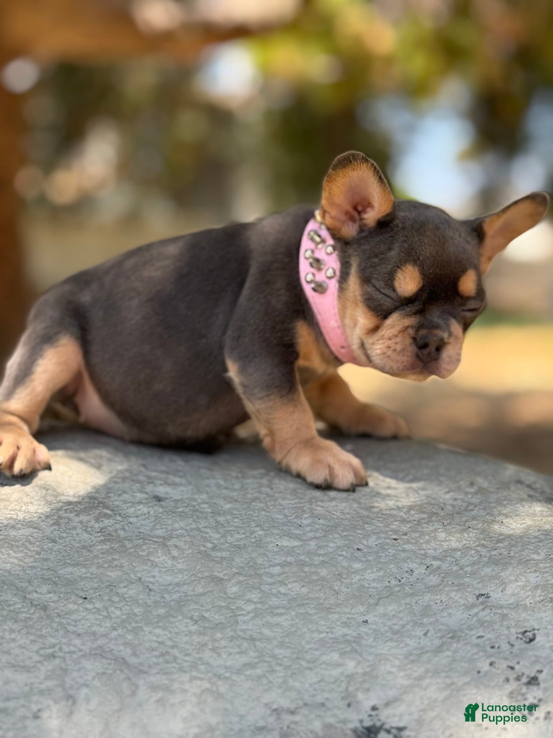 French Bulldog dogs for sale: French Bulldog 4 puppies - Image 3