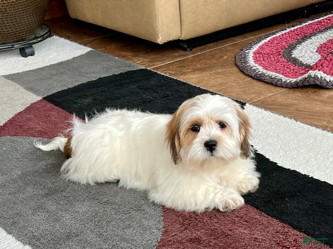 Lhasa Apso dogs for sale: Chloe - Image 4