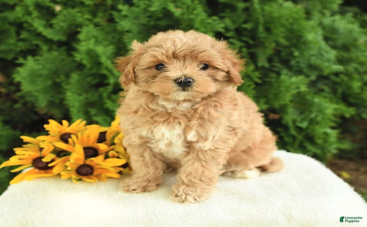 Maltipoo dogs - Advert 19