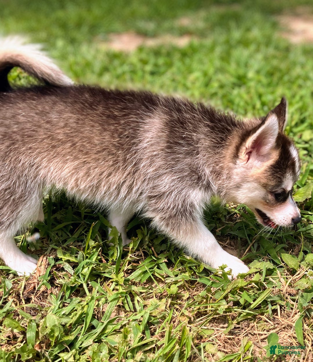 Pomsky dogs for sale: Tiny Girl - Image 5