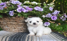 Maltese dogs for sale: Kristy - Image 1