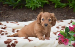 Miniature Dachshund dogs for sale: Twyla - Image 2