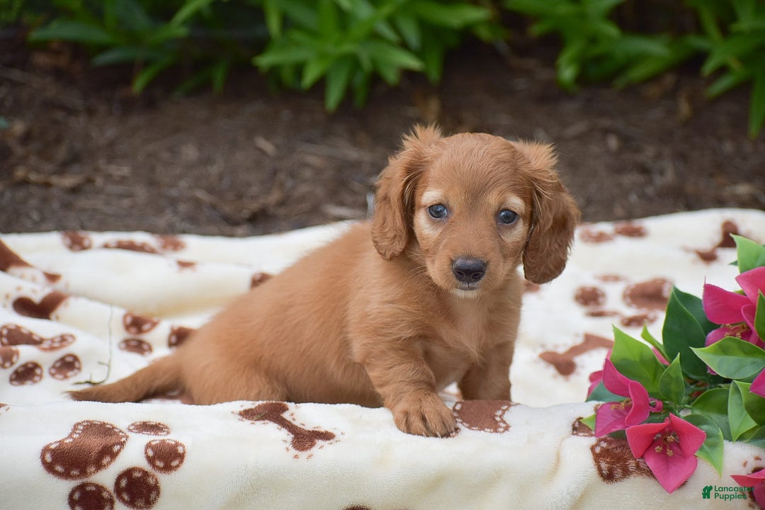 Miniature Dachshund dogs for sale: Twyla - Image 2