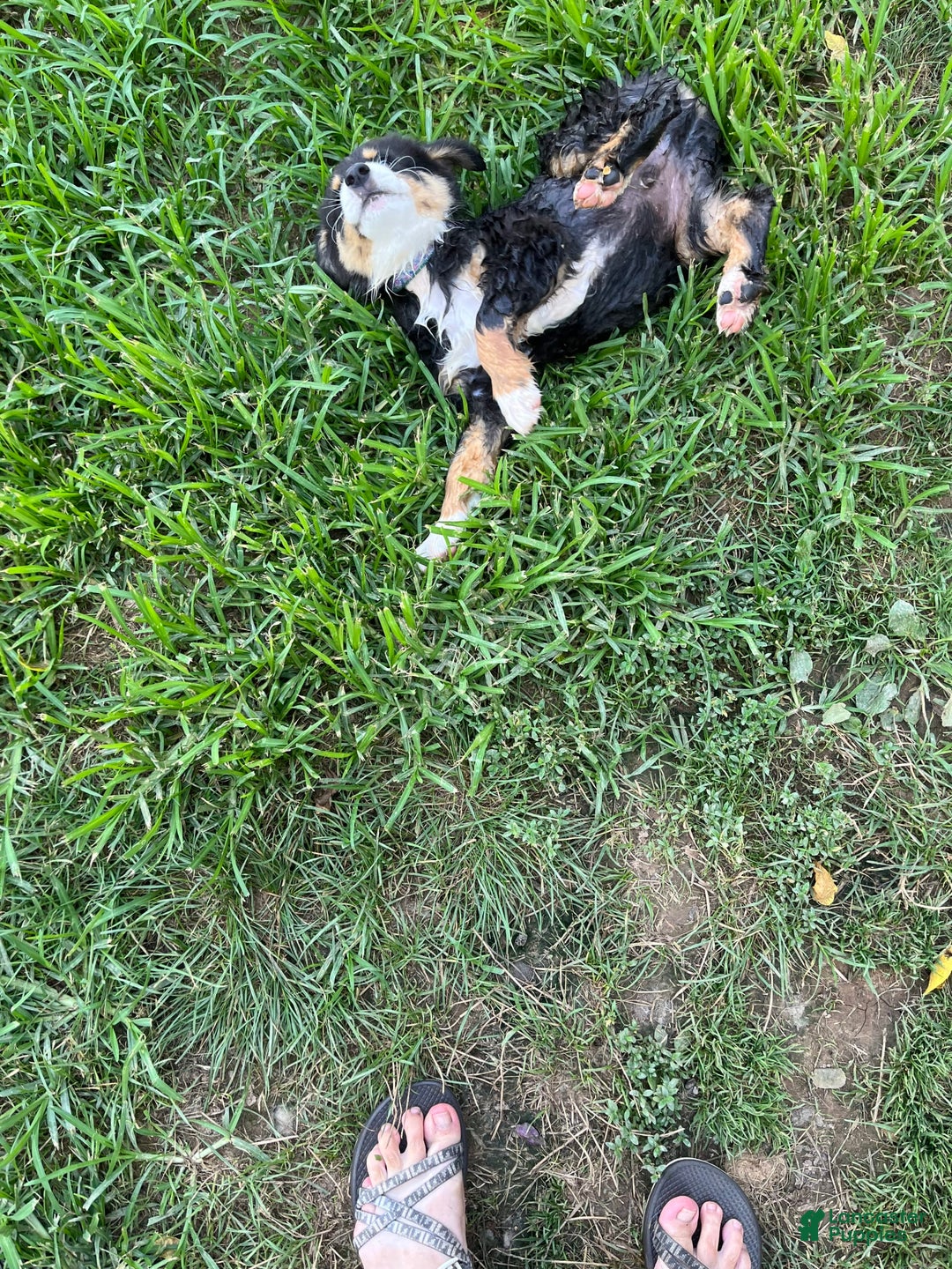Australian Shepherd dogs for sale: Colin - Image 2