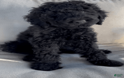 Goldendoodle dogs for sale: Livvie - Image 2