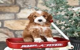 Mini Goldendoodle dogs for sale: Baxter - Image 5